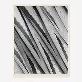 Imogen Cunningham, Agave Design, gelatin silver print