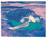 Turtle by Andy Warhol, 1985, Screenprint on Lenox Museum Board, sold Sep 2018