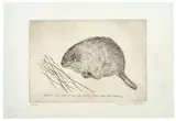Raymond Pettibon, The Beautiful and the Damned, 2003, Etching on Rives BFK paper
