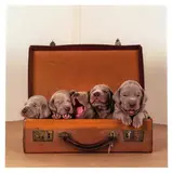 William Wegman, Hobos; Three for the Road (2)