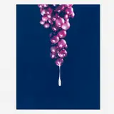 David Benjamin Sherry, Semen and Grapes, 2008, traditional color print
