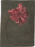 Deutsch, um 1820, Zwei Ölstudien: Nelke und Blätterzweig, Öl auf Papier / Öl auf Leinwand (nicht aufgespannt)