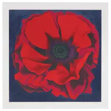 Lowell Nesbitt, Untitled (Red Poppy), 1974, Color lithograph on paper