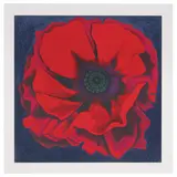 Lowell Nesbitt, Untitled (Red Poppy), 1974, Color lithograph on paper