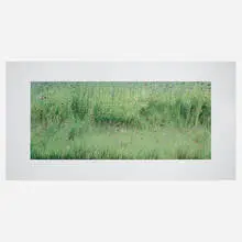Tom Bamberger, Valley Flowers, 2004, inkjet pigment print mounted on aluminum