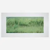 Tom Bamberger, Valley Flowers, 2004, inkjet pigment print mounted on aluminum