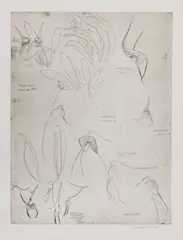 Untitled by Elizabeth Blackadder, Dame Elizabeth Blackadder RA RSA (b.1931) 'Orchidaceae' etching, sold Apr 2021
