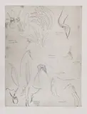 Elizabeth Blackadder, Untitled, Dame Elizabeth Blackadder RA RSA (b.1931) 'Orchidaceae' etching