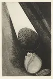 Jiří John, Rock Falling on a Rose, 1968, drypoint on paper