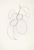 Camellia III (from Suite of Plant Lithographs) by Ellsworth Kelly, 1964-1965, Lithograph on Rives BFK white paper, sold Oct 2017
