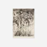 Jim Dine, Superb Lilies (from A Temple of Flora portfolio), 1978, drypoint and engraving with hand coloring on paper