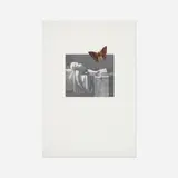 Yannis Kounellis, Death of Marat, 1974, photo etching on paper, butterfly, galvinized steel, glass
