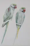 Emma Faull, Untitled, pen and ink and watercolour 46.5 x 30.5cm .