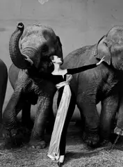 Richard Avedon, Dovima with Elephants, Evening Dress by Dior, Cirque d'Hiver, Paris. August, 1955, Silbergelatineabzug, vor 1964