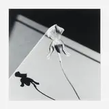 Robert Mapplethorpe, Orchid, 1986, gelatin silver print