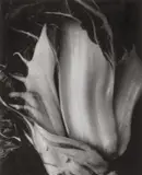 Edward Weston, Chinese Cabbage