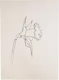 Daffodil by Ellsworth Kelly, 1979-1980, Transfer lithograph on 300-gram Arches Cover paper, sold May 2017