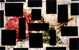 Buzz Spector, Old Rose, 1989, Cibachrome print