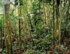 Thomas Struth, Paradise 24, Sao Francisco de Xavier“ Brazil, 2001, C-Print, Diasec