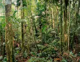 Thomas Struth, Paradise 24, Sao Francisco de Xavier“ Brazil, 2001, C-Print, Diasec