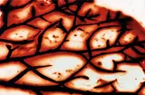 Susan Jennings, Strangeness II (Leaf Veins/Blood) (from The MOCA Photography Portfolio), LightJet print on Fuji Crystal archive paper