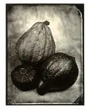 Tom Baril, Gourds, 2002, Toned gelatin silver print on Forte Polywarmtone paper