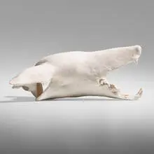 Daisy Youngblood, Dog Skull, c. 1978, bisque earthenware