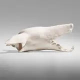 Daisy Youngblood, Dog Skull, c. 1978, bisque earthenware