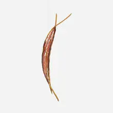 Carol Hepper, Maquette 11, 1986, salmon hide, willow branches and twigs