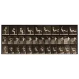 Eadweard Muybridge, Animal Locomotion (Plate 247), 1887, Collotype; letterpress title, plate number '247', copyright, date, and credit in the margin, a Fraenkel Gallery label on the reverse of the mat