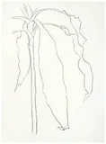 Dracena 1 by Ellsworth Kelly, 1983-1985, Transfer lithograph on Rives BFK paper, sold Oct 2016