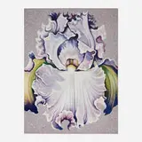 Lowell Nesbitt, Light Lavender Iris