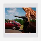 Martin Parr, Knowsley Safari Park, England, Great Britain 1990