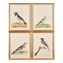 Eleazar Albin, Thirty plates, from A Natural History of Birds (30 works), 1731-37, A group of thirty etchings with hand coloring on laid paper, some watermarked with LVC and a Strasburg bend