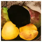 Donald Sultan, Lemon, Apricots and Pears, from Fruits and Flowers II, 1992, Screenprint in colors on Arches paper