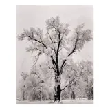 Ansel Adams, Oaktree, Snowstorm, Yosemite National Park, California, 1948, Gelatin silver print; with 'Special Edition Photograph by Ansel Adams' stamp in ink on the verso; framed