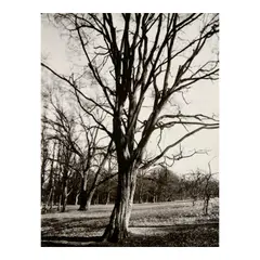 Eugène Atget, Environs of Paris, 1920s, Gelatin silver print
