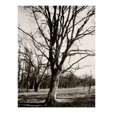 Eugène Atget, Environs of Paris, 1920s, Gelatin silver print