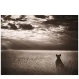 Nick Brandt, Lioness Looking Out Over Plains, Maasai Mara (from 'On This Earth'), 2004, Pigment print; signed