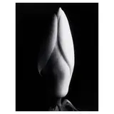 Imogen Cunningham, Magnolia Bud, 1920s, Gelatin silver print