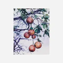 Orange Grove #4 by Roe Ethridge, 2004, c-print, sold Sep 2017