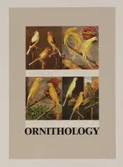 Untitled by Peter Blake, Sir Peter Blake RA (b.1932) 'O is for Ornithology' screenprint in colours, sold Nov 2020