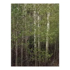 Eliot Porter, Aspens in Spring, New Mexico, 1957, Dye transfer print