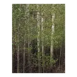 Eliot Porter, Aspens in Spring, New Mexico, 1957, Dye transfer print
