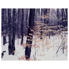 Eliot Porter, Adirondacks, New York, 1965, Dye transfer print; signed 'Eliot Porter' in pencil on the mount