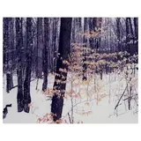 Eliot Porter, Adirondacks, New York