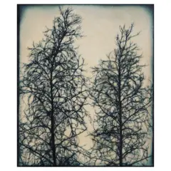 Doug and Mike Starn, Blot Out the Sun #5, 1999-2000, Inkjet print on Thai mulberry and tissue papers with wax and encaustic; signed in ink by the artists
