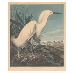 John James Audubon, Snowy Heron or White Egret, pl. CCXLII, 1835, Engraving with etching, aquatint and hand-coloring on J. Whatman paper, from the Robert Havell edition