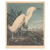John James Audubon, Snowy Heron or White Egret, pl. CCXLII, 1835, Engraving with etching, aquatint and hand-coloring on J. Whatman paper, from the Robert Havell edition