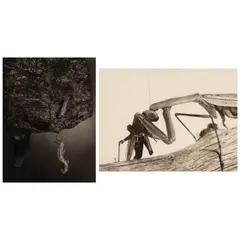 Margaret Bourke-White, Selected Images of Insects (comprising 'Insect Hanging from Cocoon' and 'Praying Mantis'), c. 1939, Two gelatin silver contact prints; one ferrotyped, one framed
